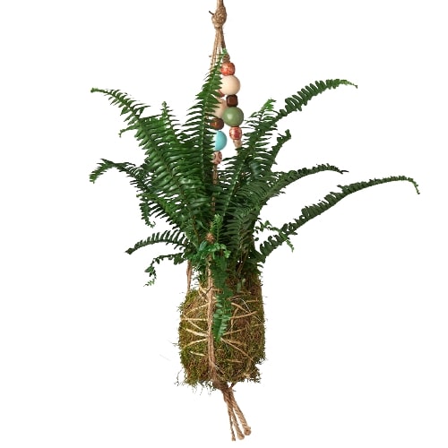 Bead Kokedama Moss Ball Hanging Plant - Mossy Marvel: Elegant Japanese Inspired Plant