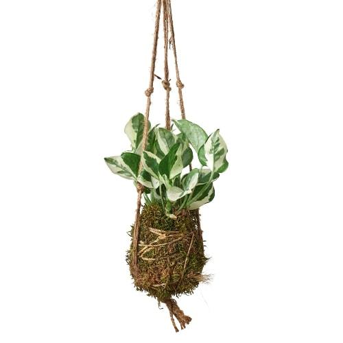 Kokedama Moss Ball Hanging Plant - Magic Moss Orb: Japanese Bonsai Art for Elegant Indoor Gardens