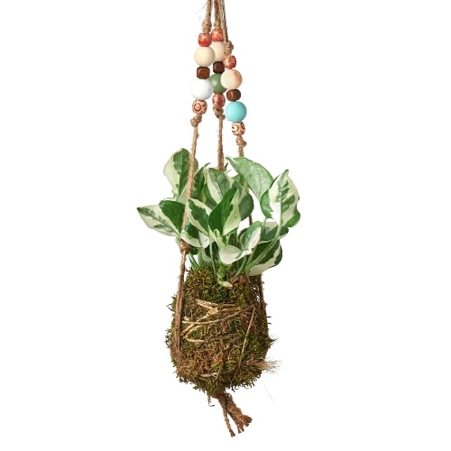 Bead Kokedama Moss Ball Hanging Plant - Mossy Marvel: Elegant Japanese Inspired Plant