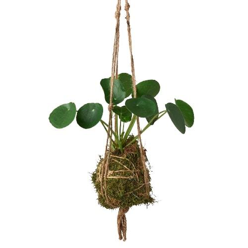 Kokedama Moss Ball Hanging Plant - Magic Moss Orb: Japanese Bonsai Art for Elegant Indoor Gardens