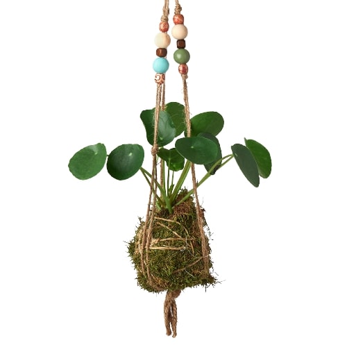 Bead Kokedama Moss Ball Hanging Plant - Mossy Marvel: Elegant Japanese Inspired Plant