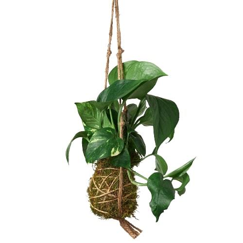 Kokedama Moss Ball Hanging Plant - Magic Moss Orb: Japanese Bonsai Art for Elegant Indoor Gardens