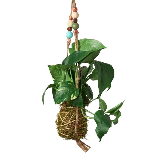 Bead Kokedama Moss Ball Hanging Plant - Mossy Marvel: Elegant Japanese Inspired Plant