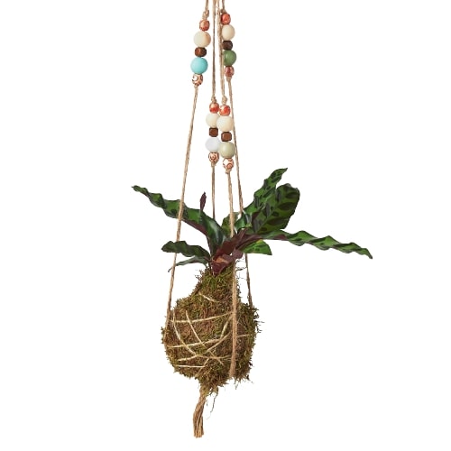 Bead Kokedama Moss Ball Hanging Plant - Mossy Marvel: Elegant Japanese Inspired Plant