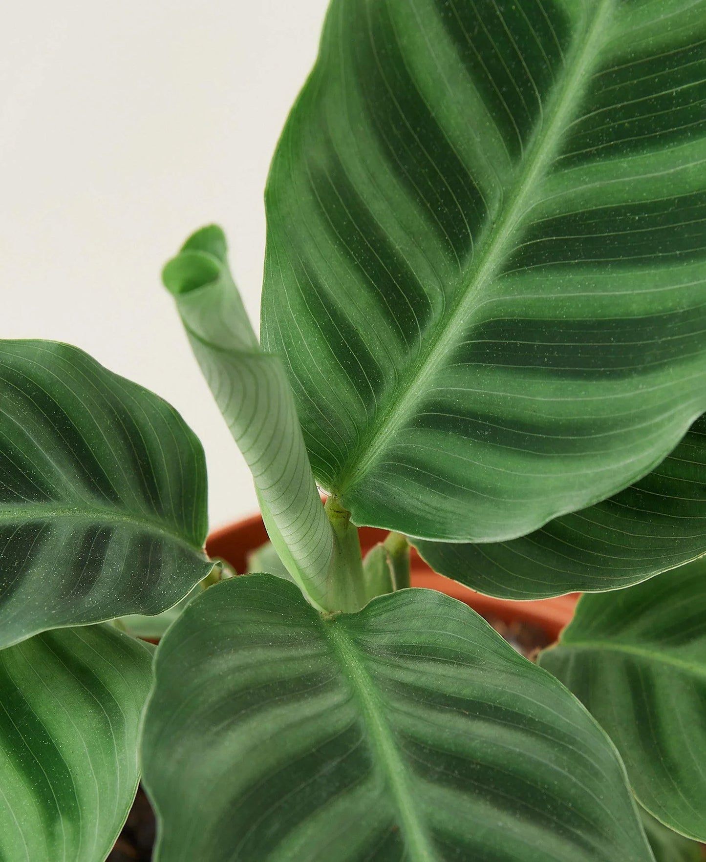 Calathea 'Zebrina' - Zebra Plant Party: Stunning 4" Pot Evergreen with Striking Stripes