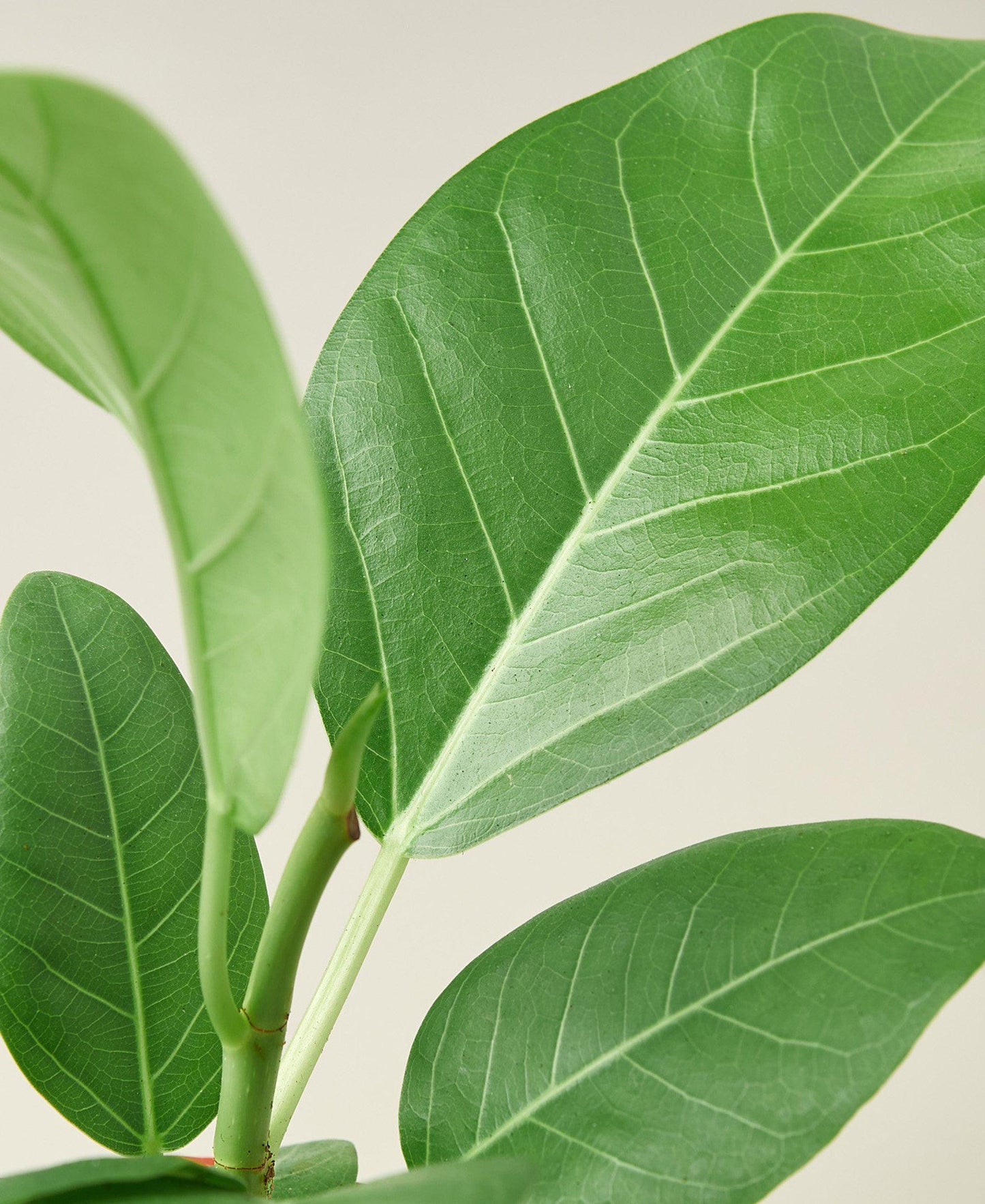 Ficus 'Audrey' - Green Queen of Tropics: Vibrant Evergreen Houseplant for Bright Spaces