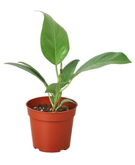 Ficus 'Audrey' - Green Queen of Tropics: Vibrant Evergreen Houseplant for Bright Spaces