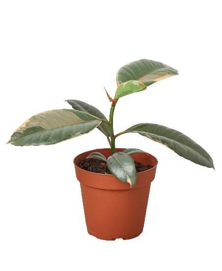 Ficus Elastica 'Ruby Pink' - Ruby Jubilee: Vibrant and Hardy Variegated Indoor Plant