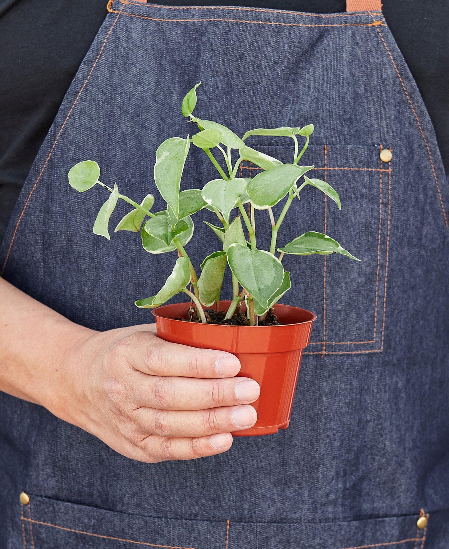 Peperomia 'Cupid' - Love on the Vine: Heart-Shaped Hanging Houseplant for Indoor Greenery