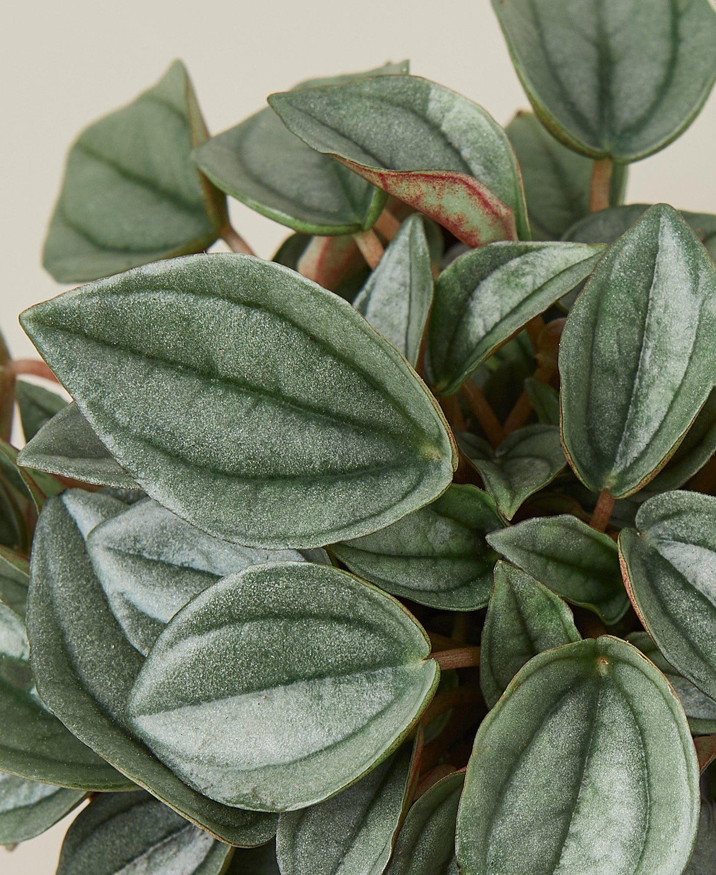 Peperomia 'Napoli Nights' - 4" Pot: Napoli Knight in Shining Armor, Compact Easy-Care Radiator Plant