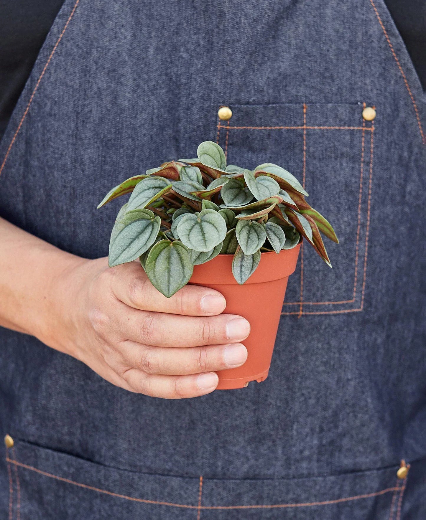 Peperomia 'Napoli Nights' - 4" Pot: Napoli Knight in Shining Armor, Compact Easy-Care Radiator Plant