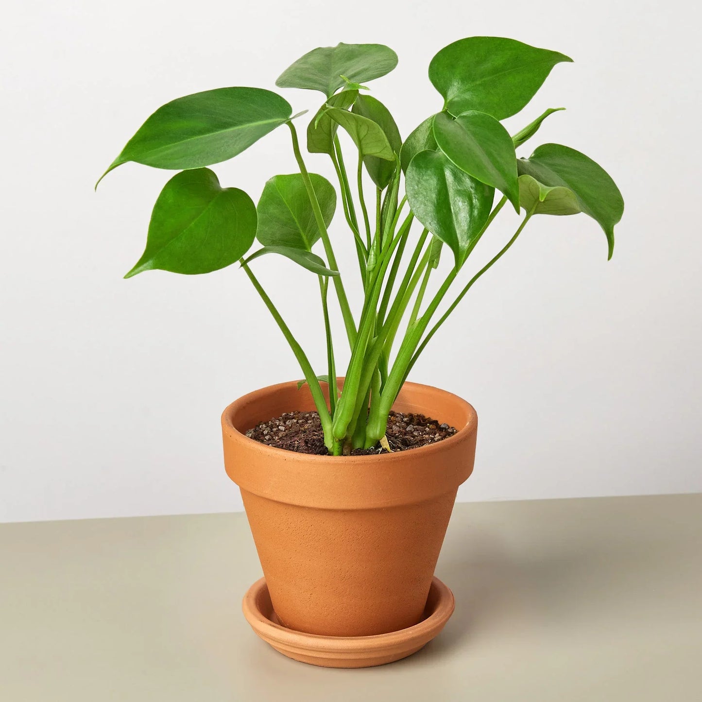 Philodendron Monstera Split-Leaf - Swiss Cheese Charm: Climbing Evergreen Perennial Vine with Unique Split-Leaf Pattern