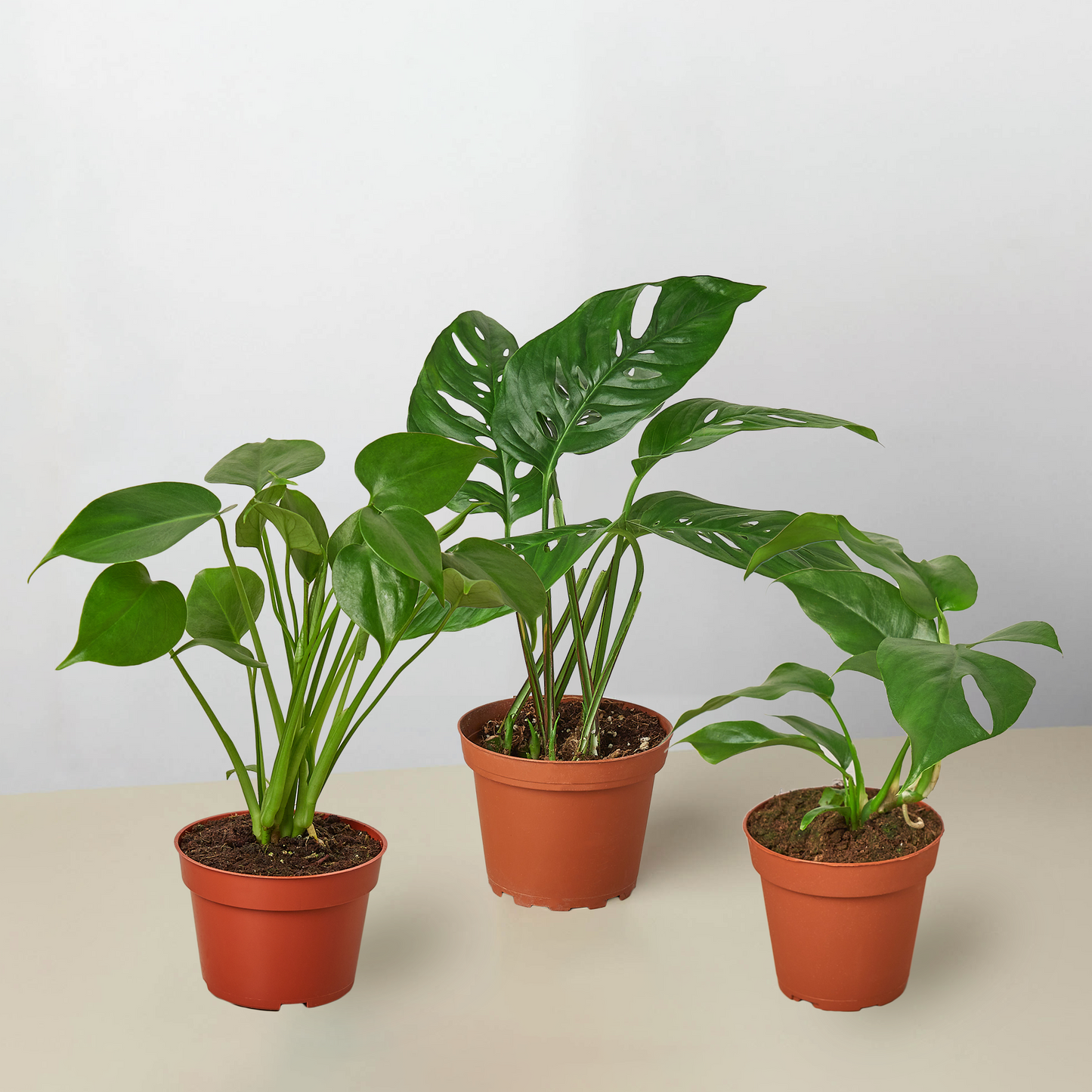 Monstera Bundle - Monstera Mania: Split Leaf, Minima & Adansonii - Easy-Care Air-Purifying Houseplants