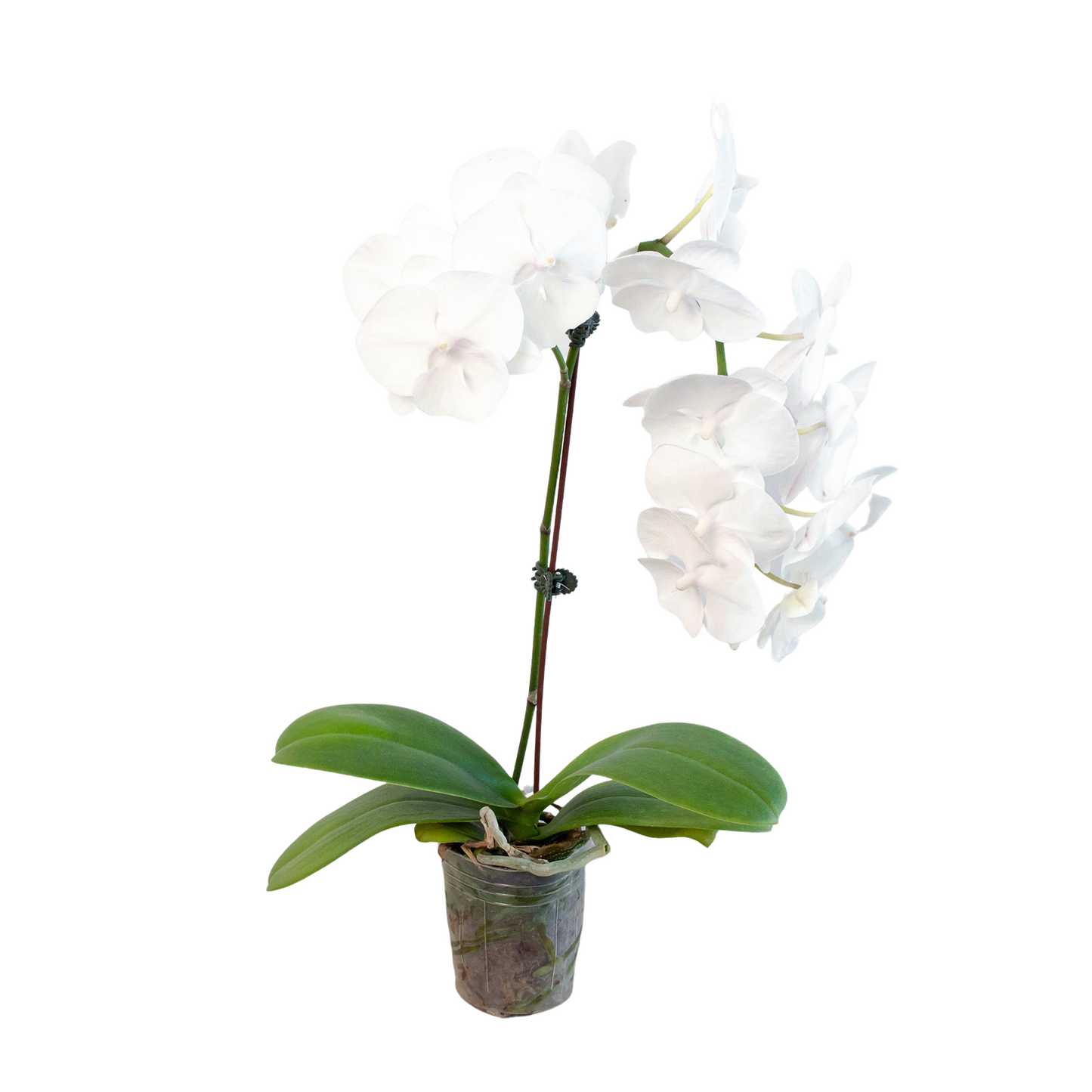 Orchid 'White Phalaenopsis' - Moonlit Elegance: Stunning Epiphytic Flowering Houseplant