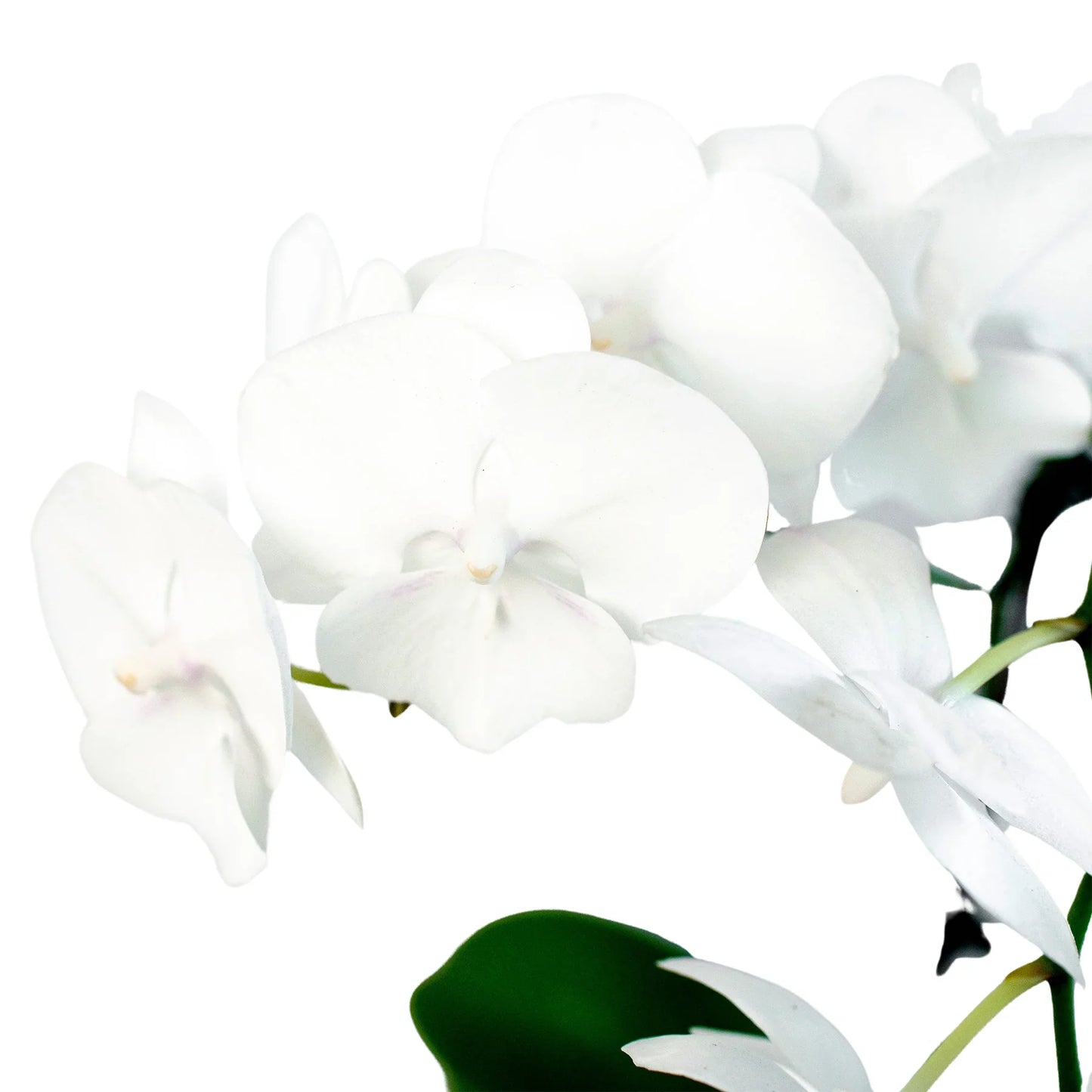 Orchid 'White Phalaenopsis' - Moonlit Elegance: Stunning Epiphytic Flowering Houseplant