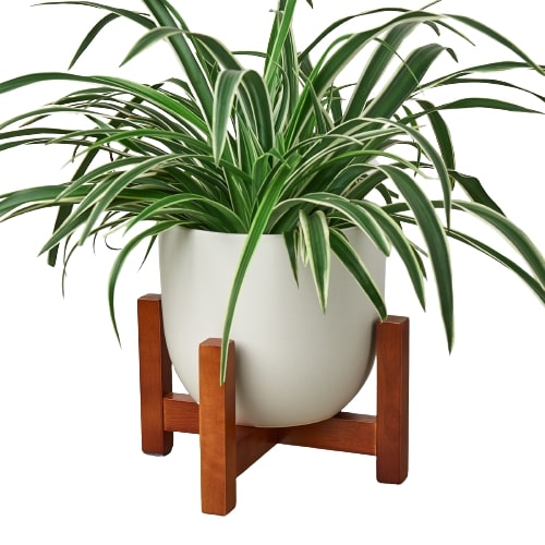 Ceramic Contour Pot with Wood Stand - 7 Inch - Elevated Elegance Planter for 6 Inch Plants