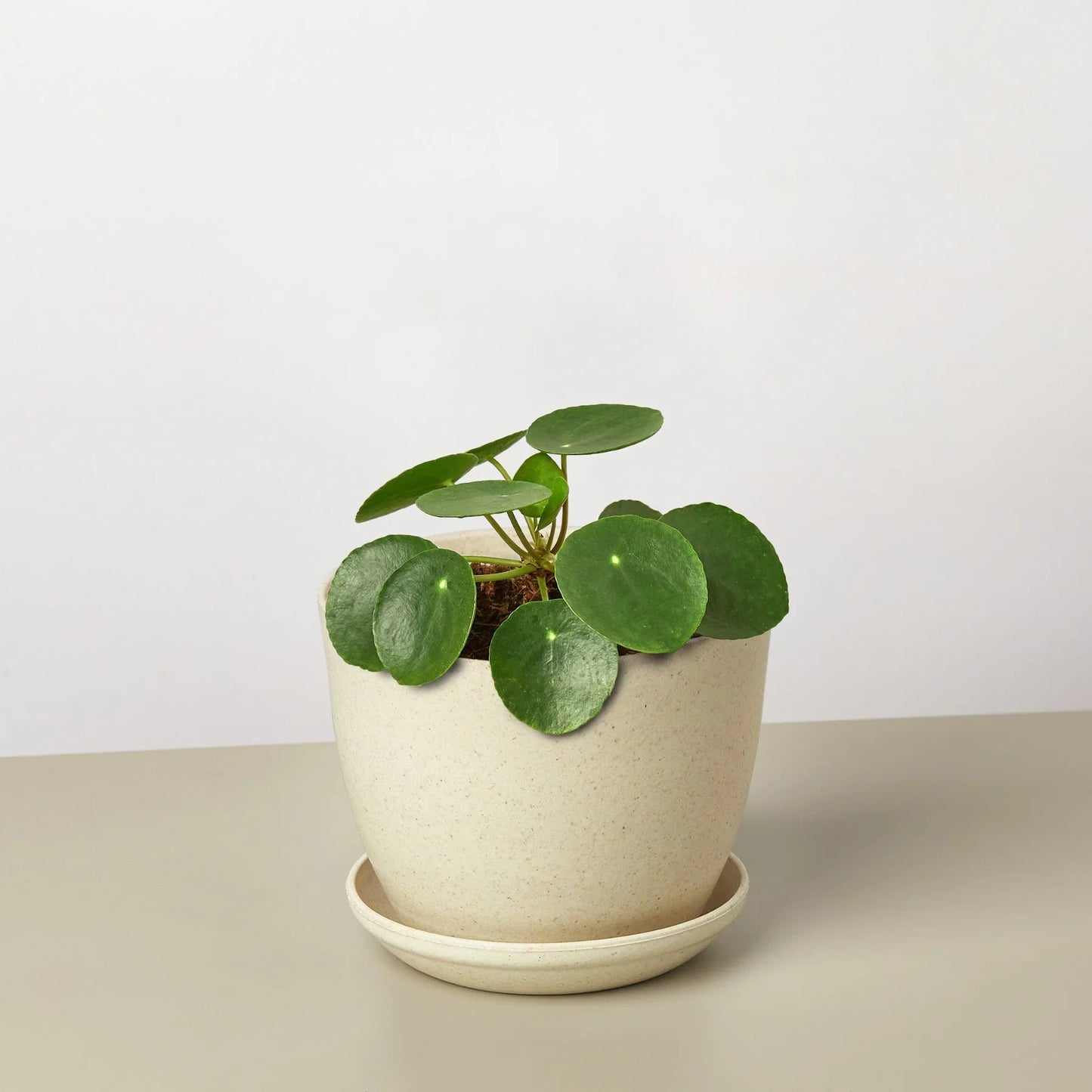 Pilea Peperomioides 'Chinese Money' - Fortune Cookie Flora: Easy-Care, Air-Purifying Houseplant