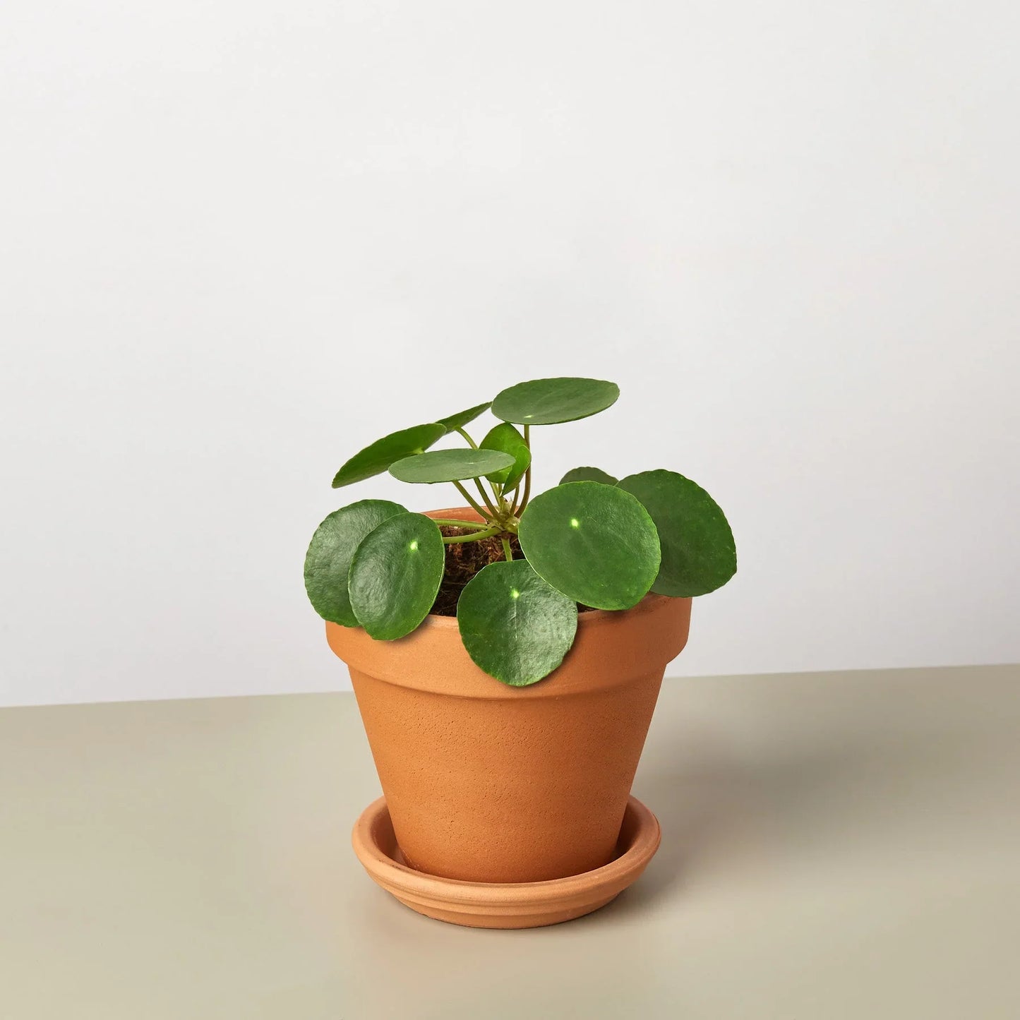 Pilea Peperomioides 'Chinese Money' - Fortune Cookie Flora: Easy-Care, Air-Purifying Houseplant