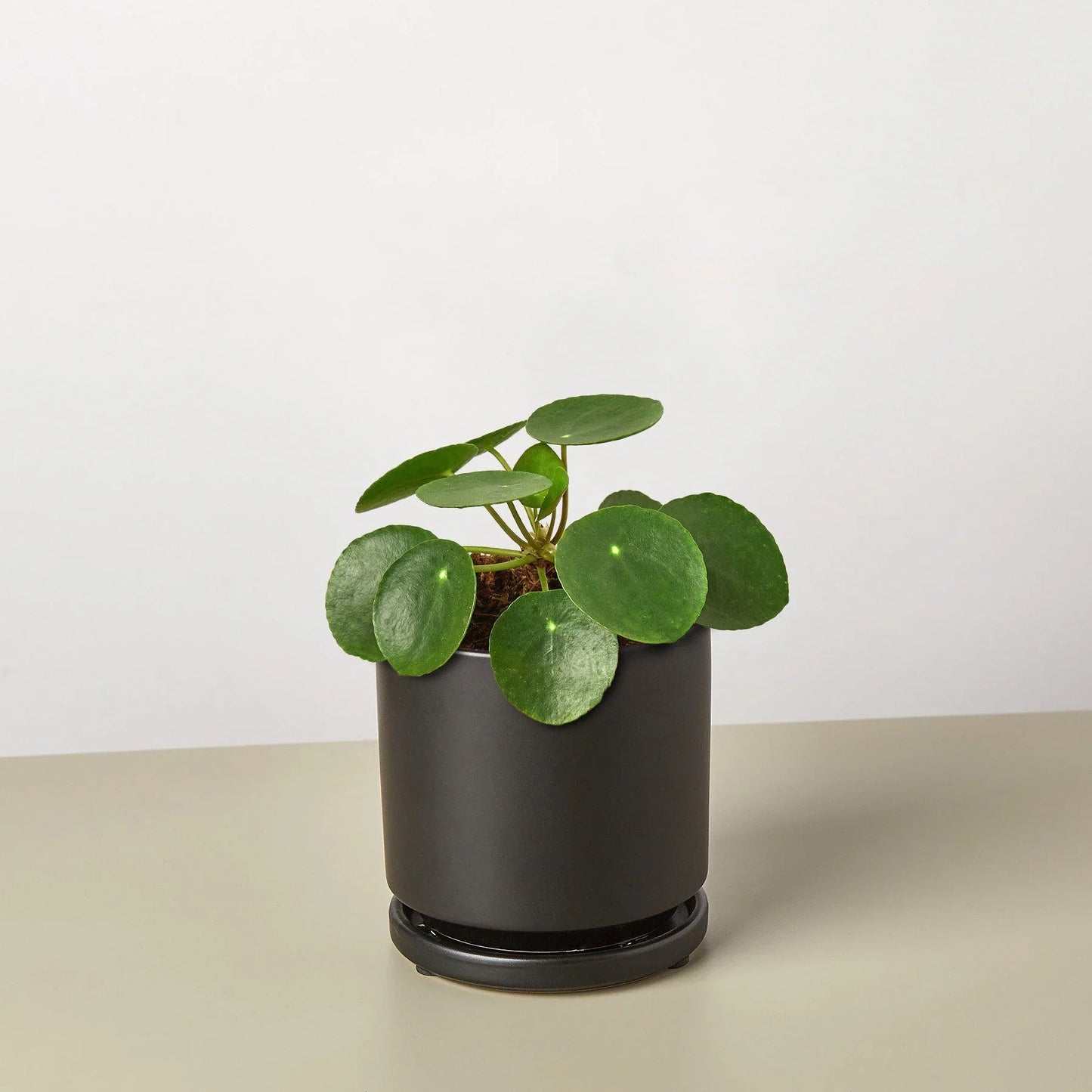 Pilea Peperomioides 'Chinese Money' - Fortune Cookie Flora: Easy-Care, Air-Purifying Houseplant