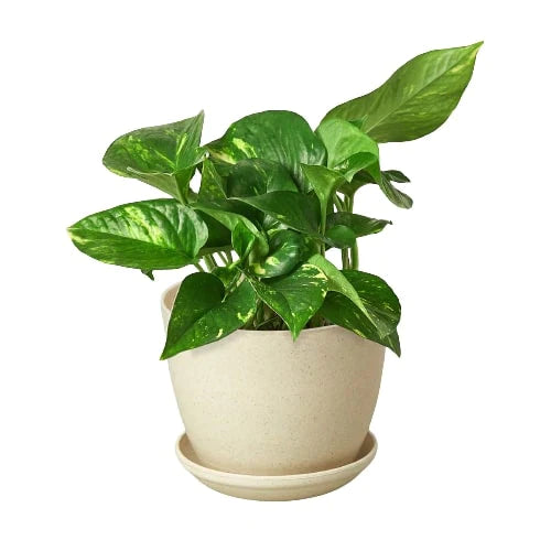 golden pothos air purification Pothos 'Golden'
