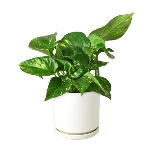 Pothos 'Golden' - Easy Care, Air-Purifying Indoor Vine Plant