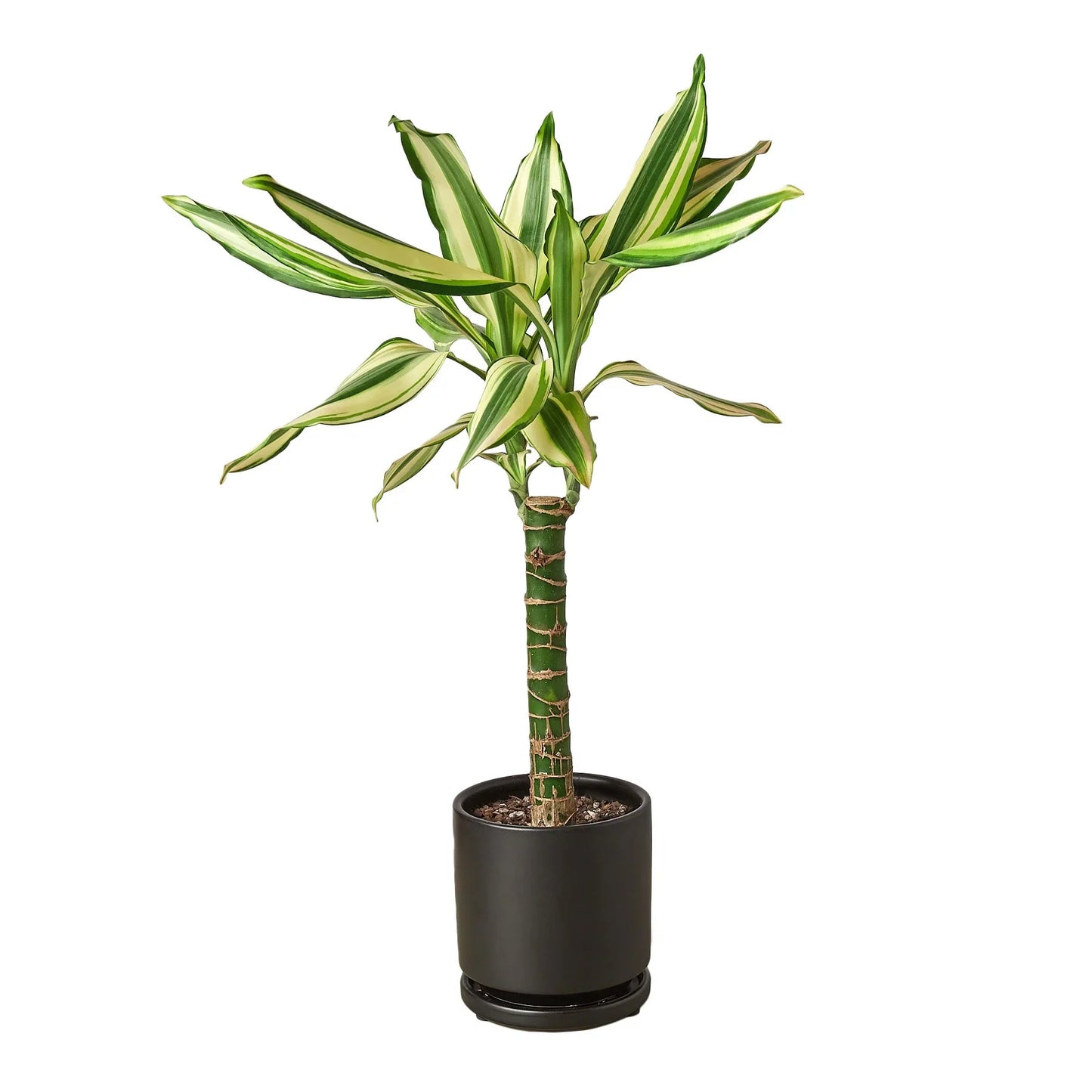 Dracaena 'Sted Sol Cane' - Dragon's Delight: Vibrant, Easy-Care Indoor Houseplant