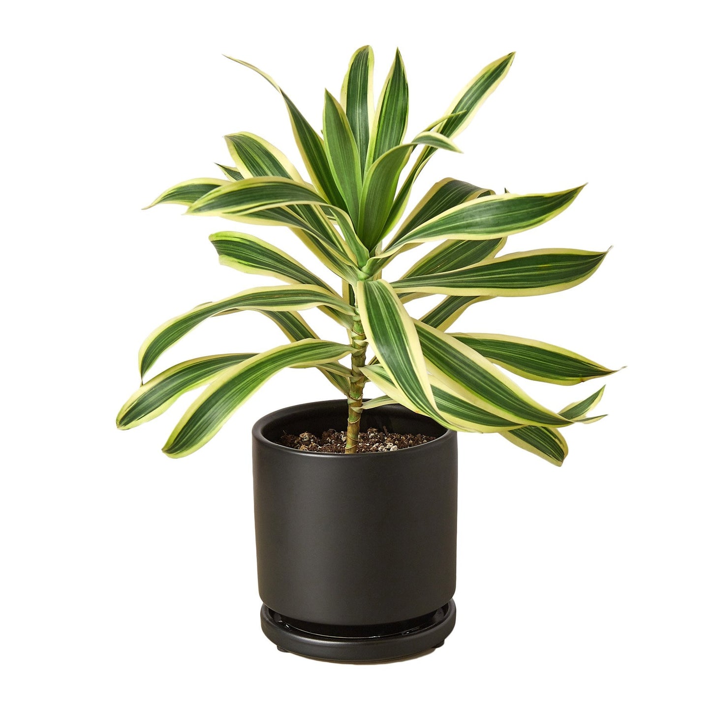 Dracaena 'Song of India' - Musical Leaves: Easy-Care, Variegated Foliage Houseplant