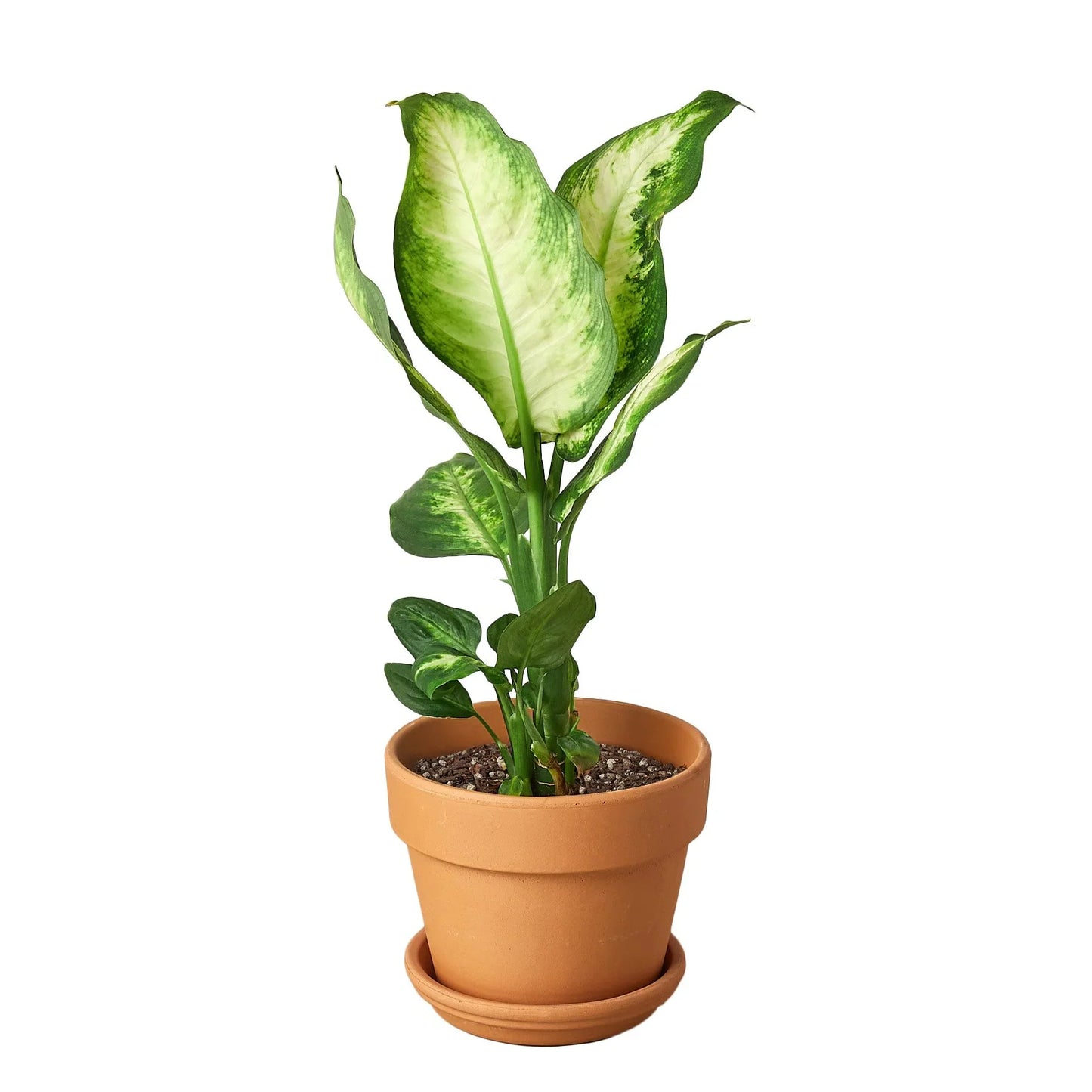 Dieffenbachia Camille - Eternal Sunshine: Vibrant, Low-Maintenance Houseplant with Striking Green and Yellow Leaves