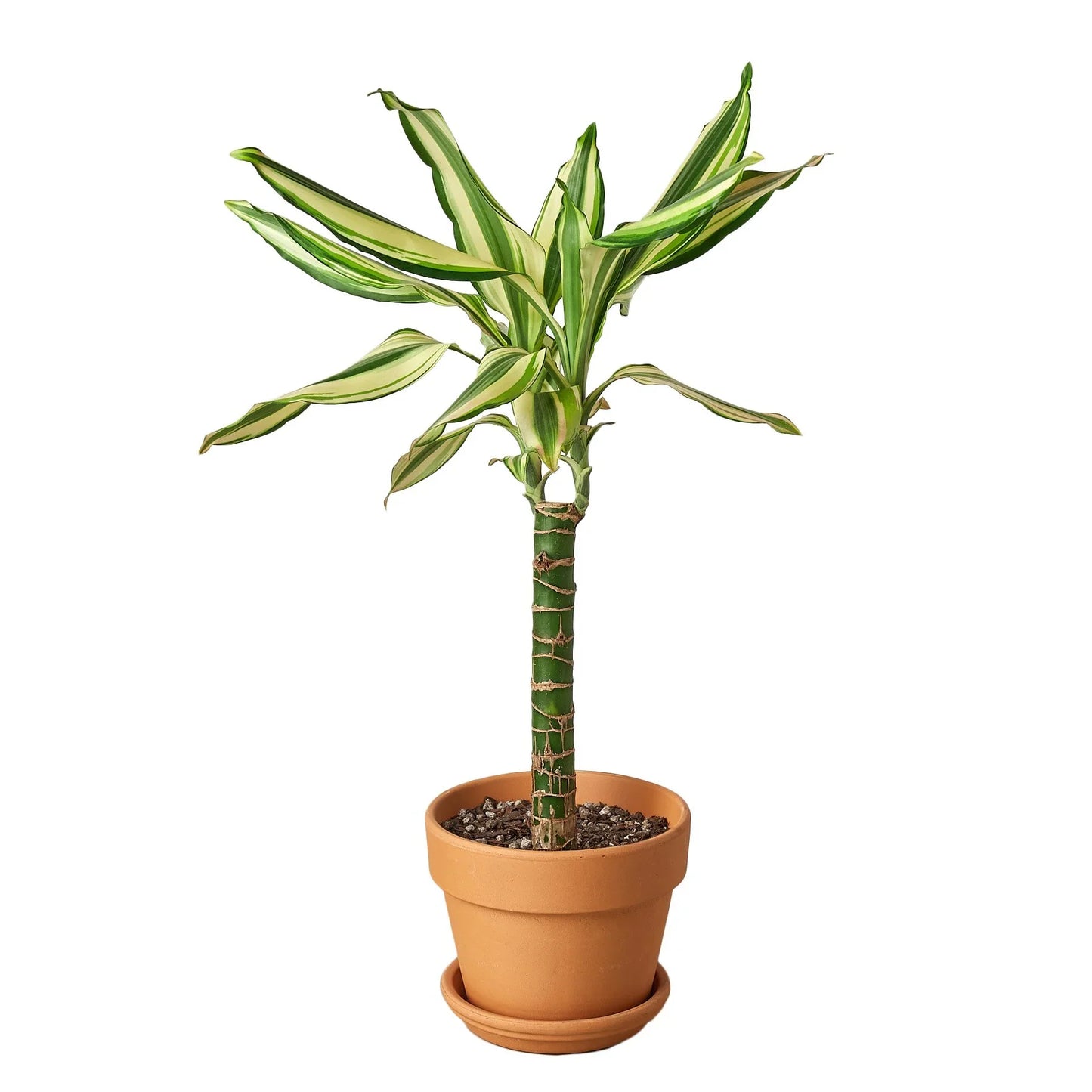 Dracaena 'Sted Sol Cane' - Dragon's Delight: Vibrant, Easy-Care Indoor Houseplant