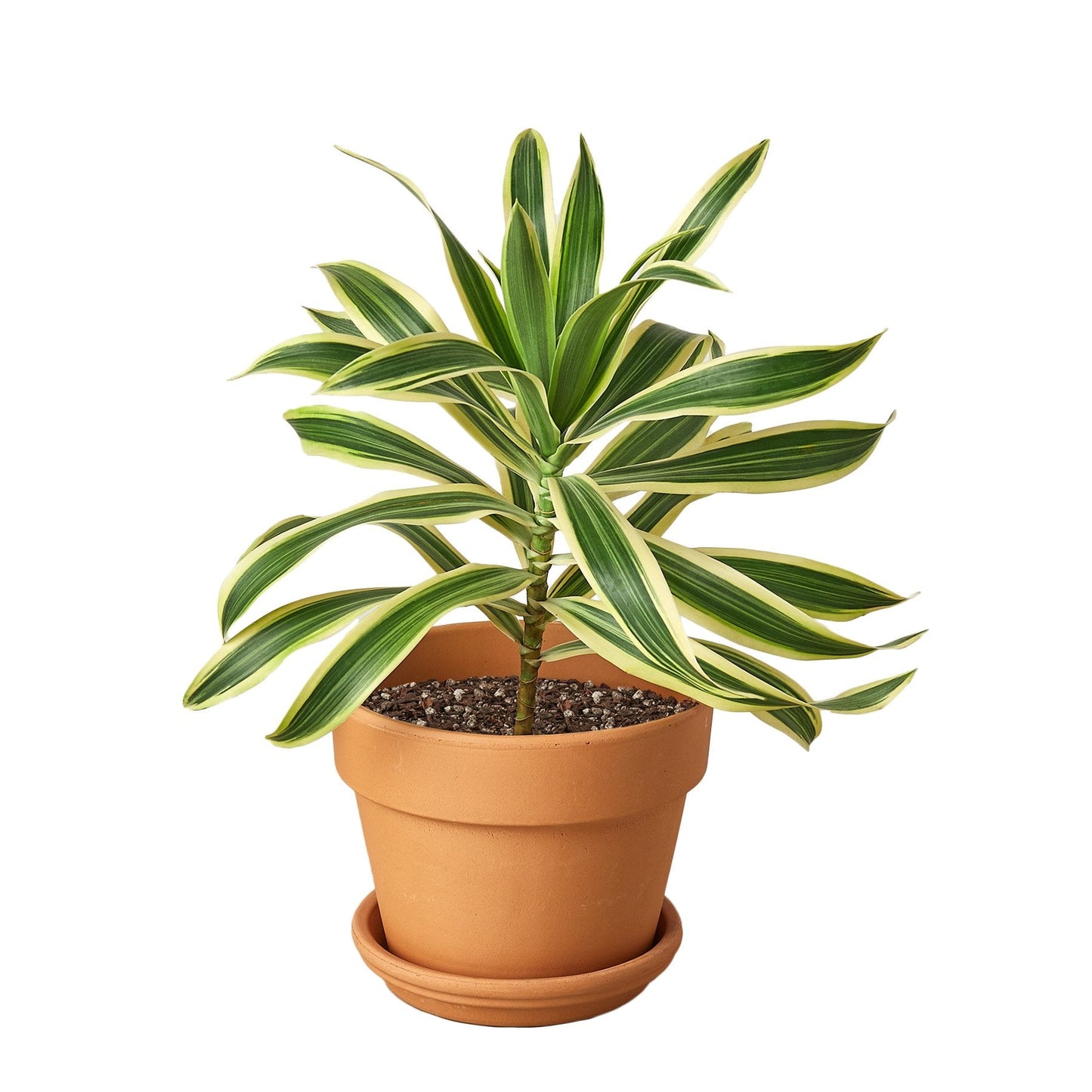 Dracaena 'Song of India' - Musical Leaves: Easy-Care, Variegated Foliage Houseplant