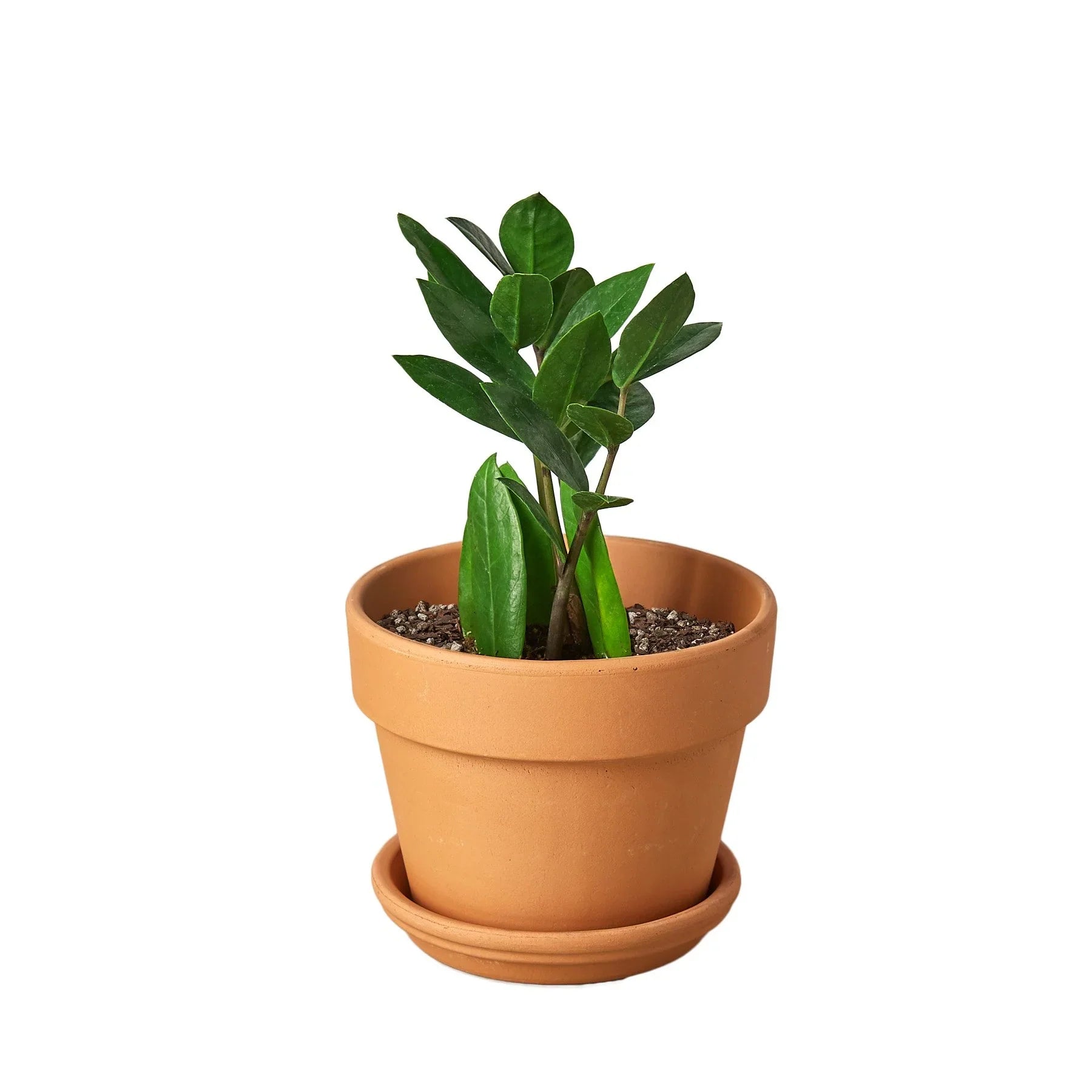 zz plant terracotta pot Zamioculcas Zamiifolia ZZ