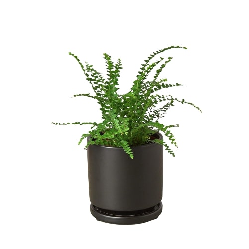 Fern 'Lemon Button' - Zesty Fern Fiesta: Charming, Compact Boston Fern with Citrus-Tinted Fronds