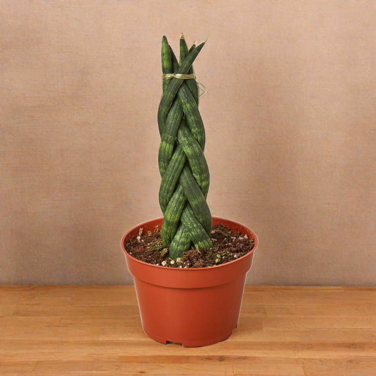 Twist 'n Shout: Braided Snake Plant - Twisted Tropics: Low-Maintenance Air-Purifying Houseplant