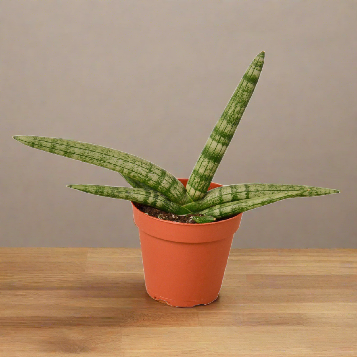 Snake Plant Starfish - Twister: Unique Sculptural Air-Purifying Houseplant