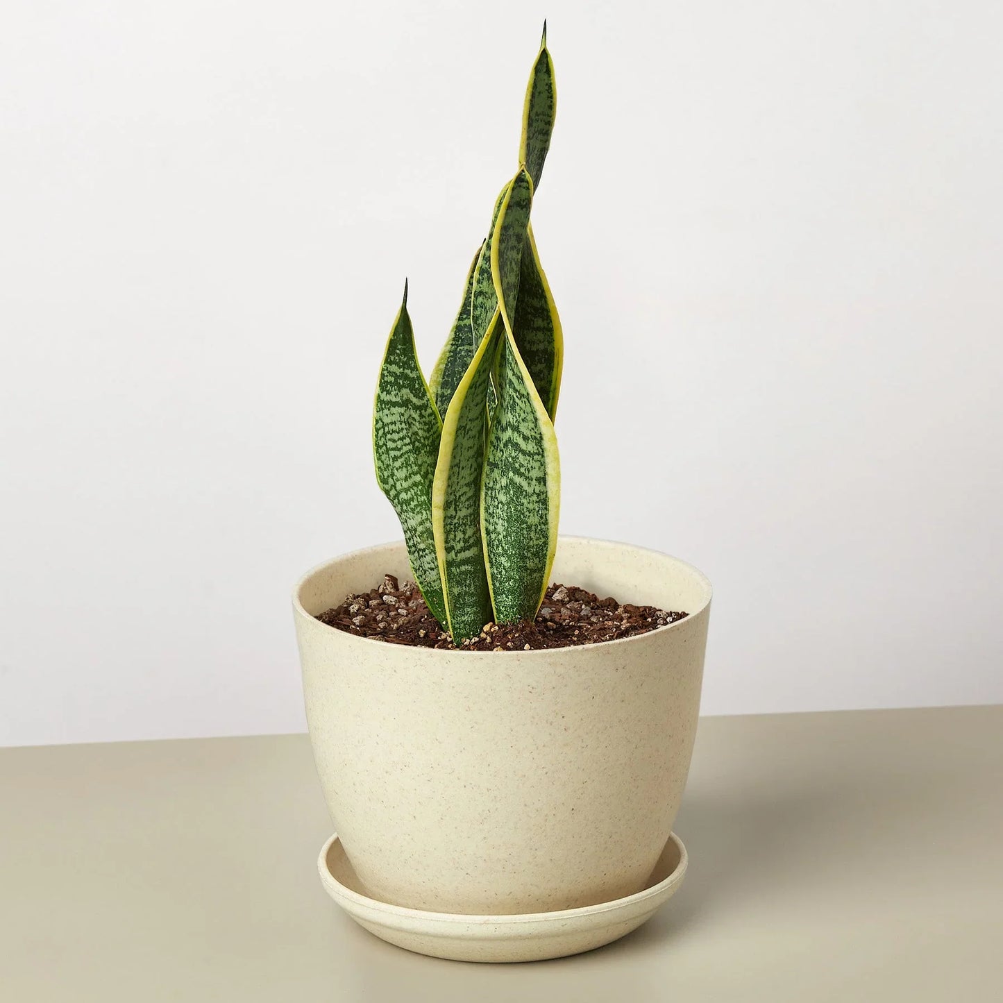 Snake Plant Laurentii - The Unkillable, Unshakeable Green Guardian: Air-Purifying, Easy-Care Houseplant