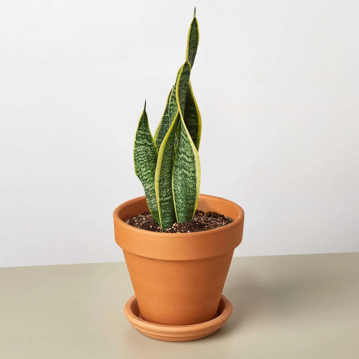 Snake Plant Laurentii - The Unkillable, Unshakeable Green Guardian: Air-Purifying, Easy-Care Houseplant