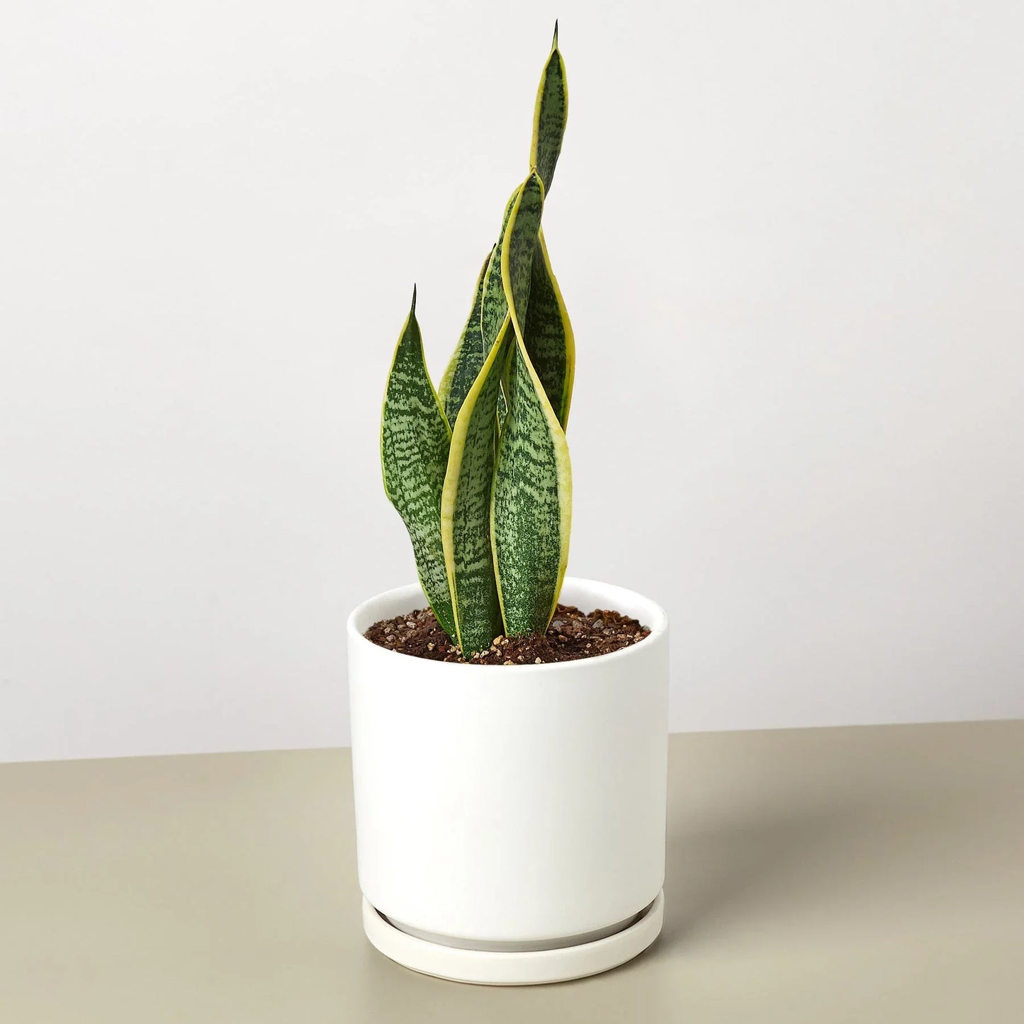 Snake Plant Laurentii - The Unkillable, Unshakeable Green Guardian: Air-Purifying, Easy-Care Houseplant