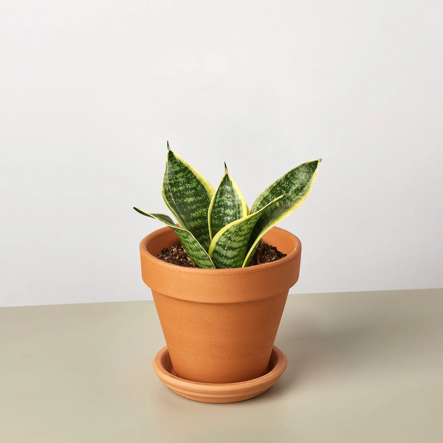 Snake Plant Laurentii Dwarf - The Indestructible Striped Wonder: Air-Purifying, Low Maintenance Houseplant