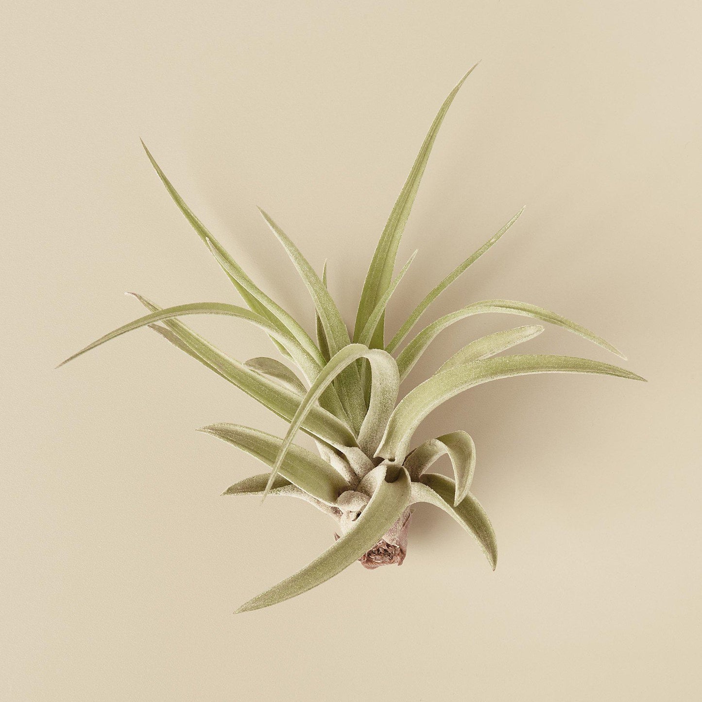 Tillandsia Air Plant Veluntina - Airy Fairy Delight: Unique Grey Air Plant with Vibrant Blooms