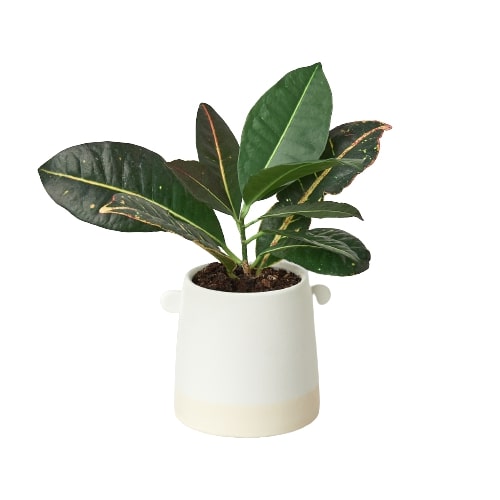 Knob Cylinder Pot - 5 Inch - Knob-tastic Cylinder: Stylish Ceramic Planter