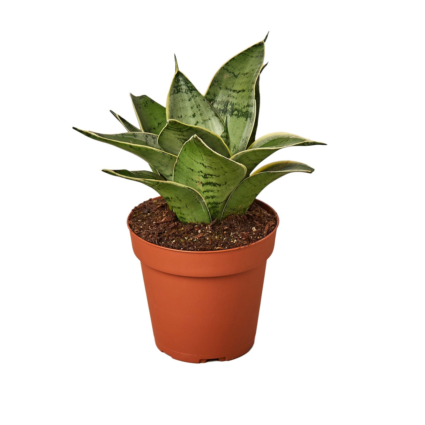 Snake Plant Starlight - Starlight Guardians: Air-Purifying Evergreen Perennial Houseplant with Grey-Green Patterns