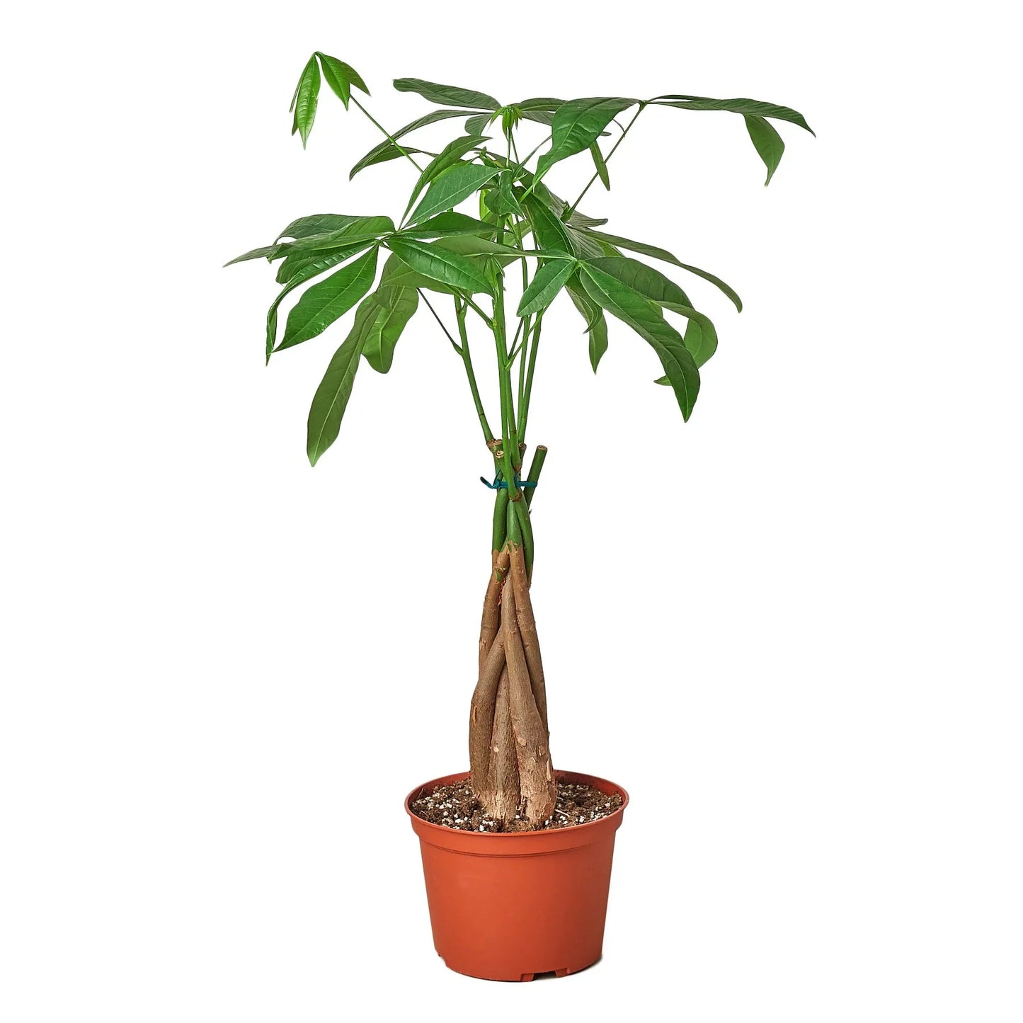 Money Tree 'Guiana Chestnut' Pachira Braid – Fortune Twister: Low Maintenance Indoor Plant for Positive Vibes