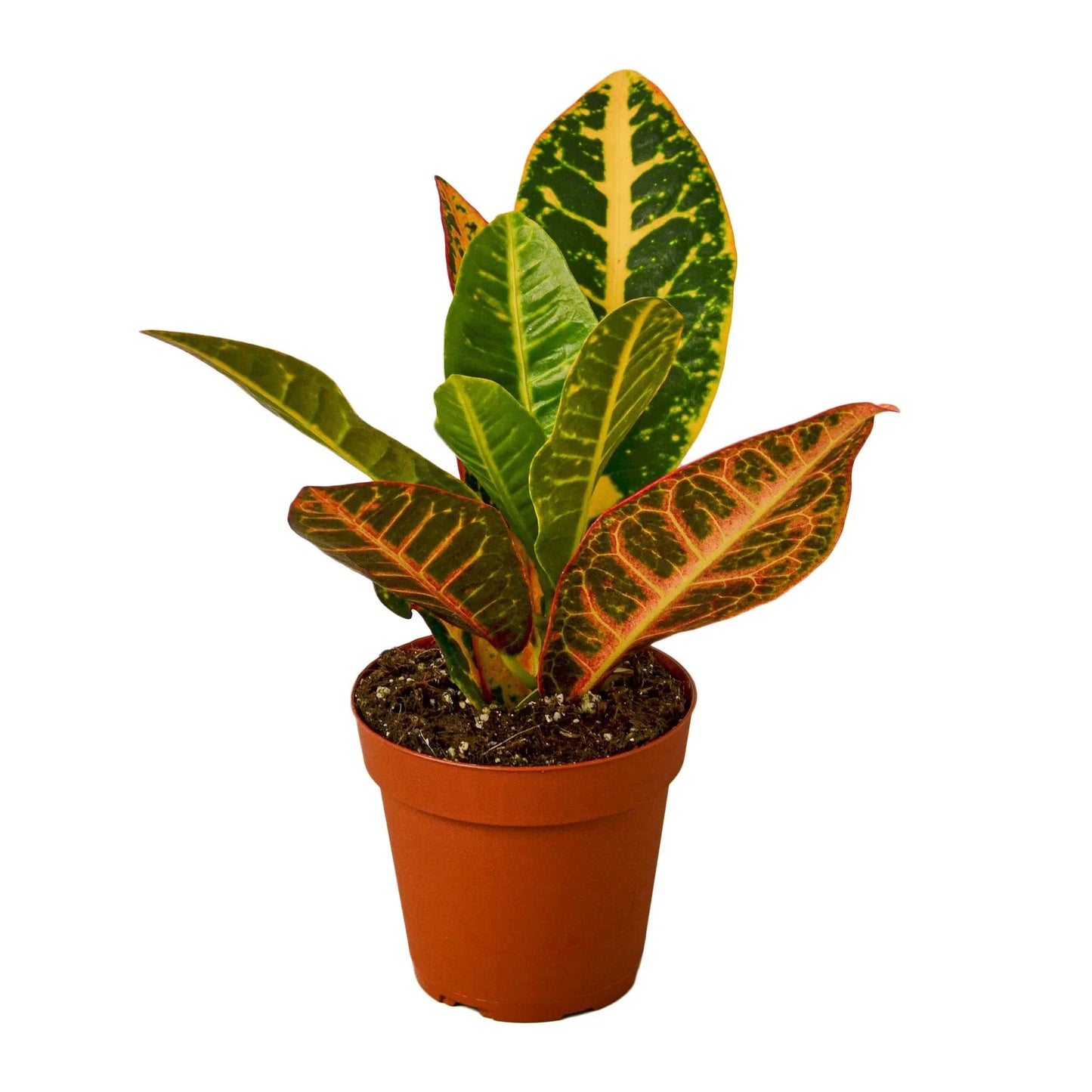 Croton Petra 'Joseph's Coat' - Painter's Palette: Vibrant Indoor/Outdoor Leafy Marvel