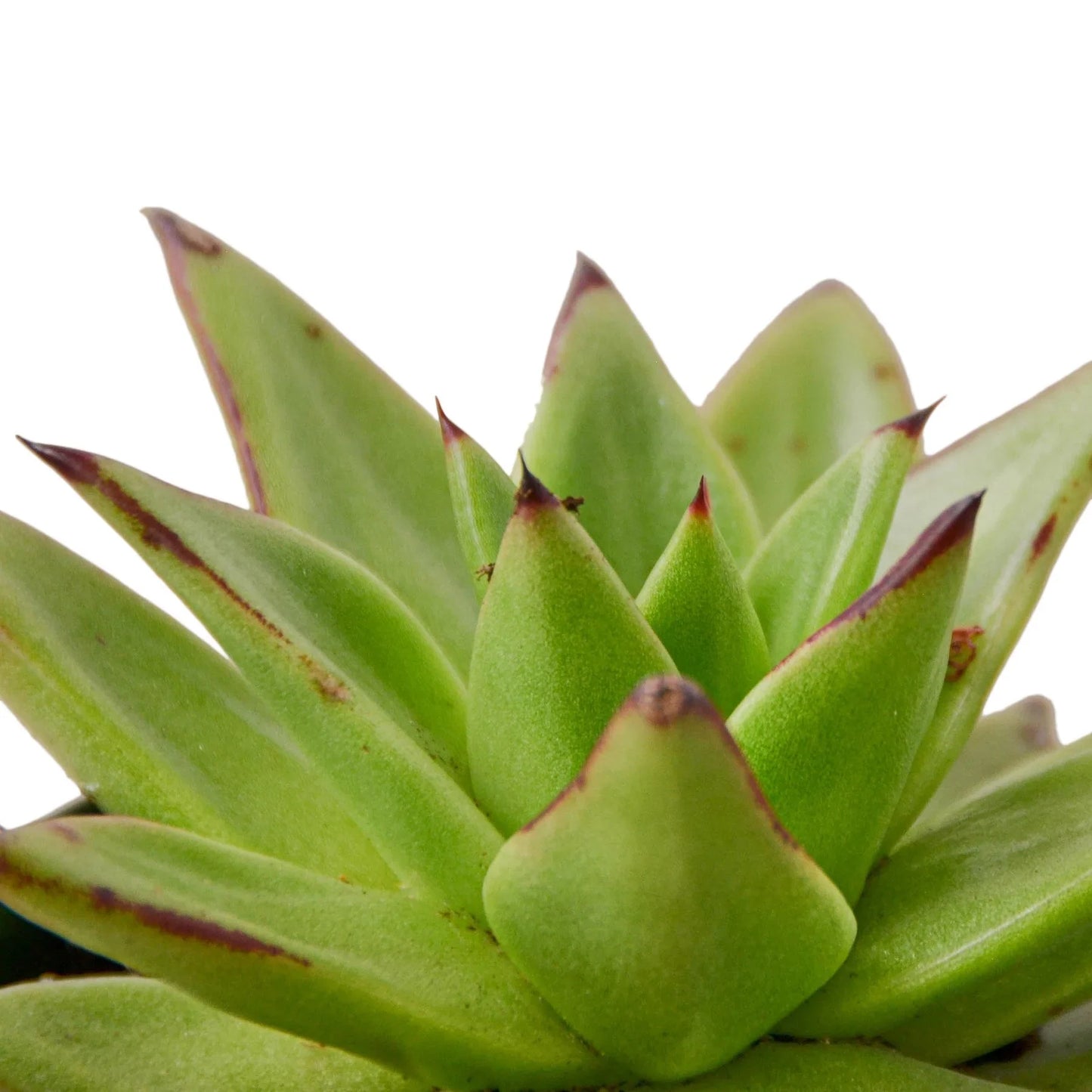 Lipstick Echeveria - Pucker Up, Succulovers!: Low Maintenance, Colorful Flowering Succulent