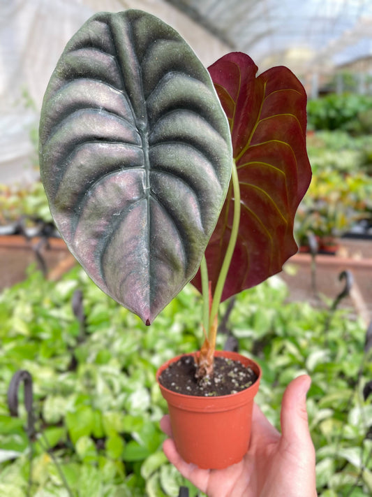 Ruby Radiance: Alocasia 'Red Secret' - Jungle Jewel Exotic Houseplant