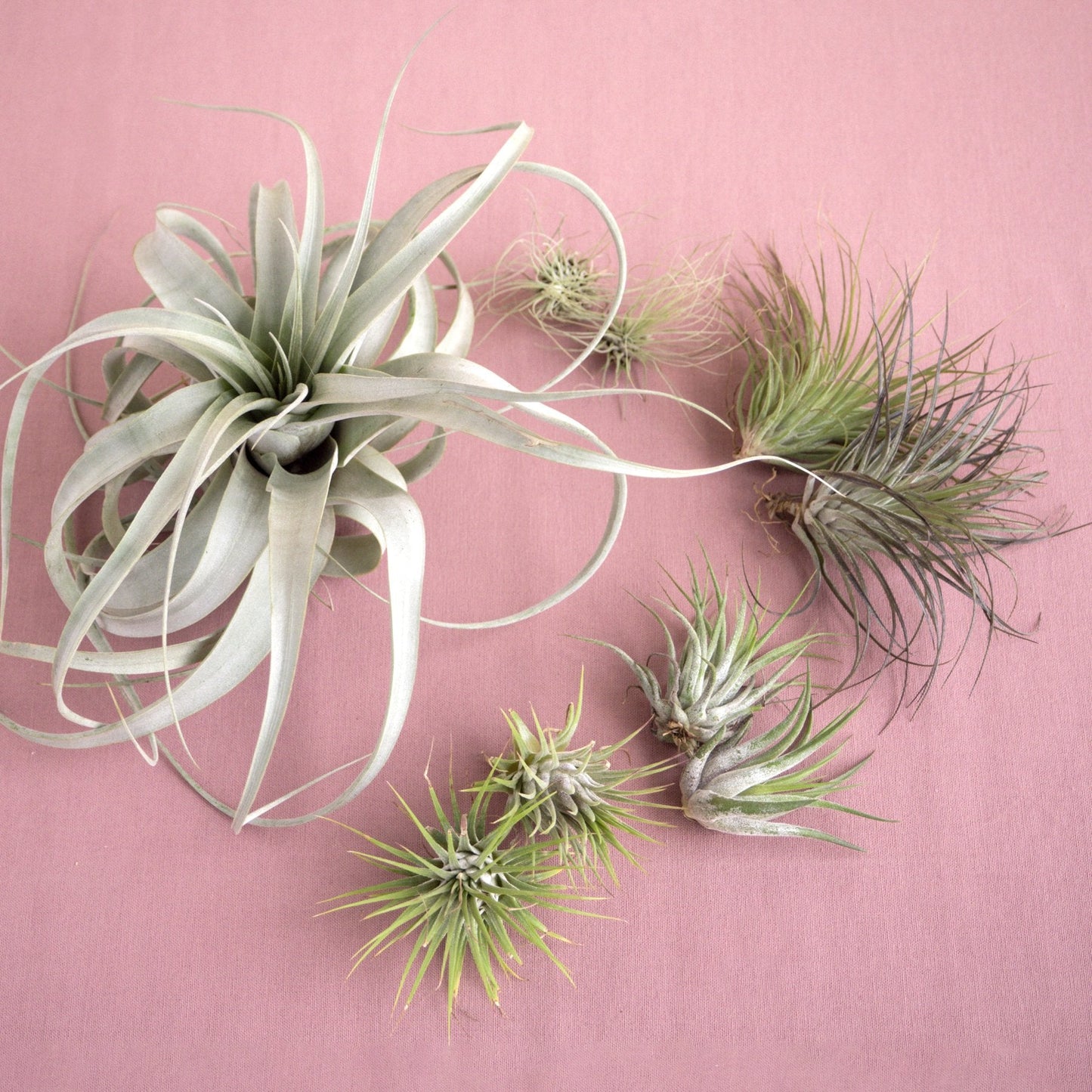 Mothers Day Air Plant Bundle - Airy Affection: 8-Piece Tillandsia Set with Limited-Edition Postcard