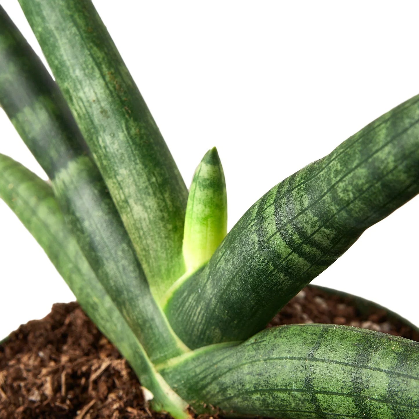 Snake Plant Starfish - Twister: Unique Sculptural Air-Purifying Houseplant