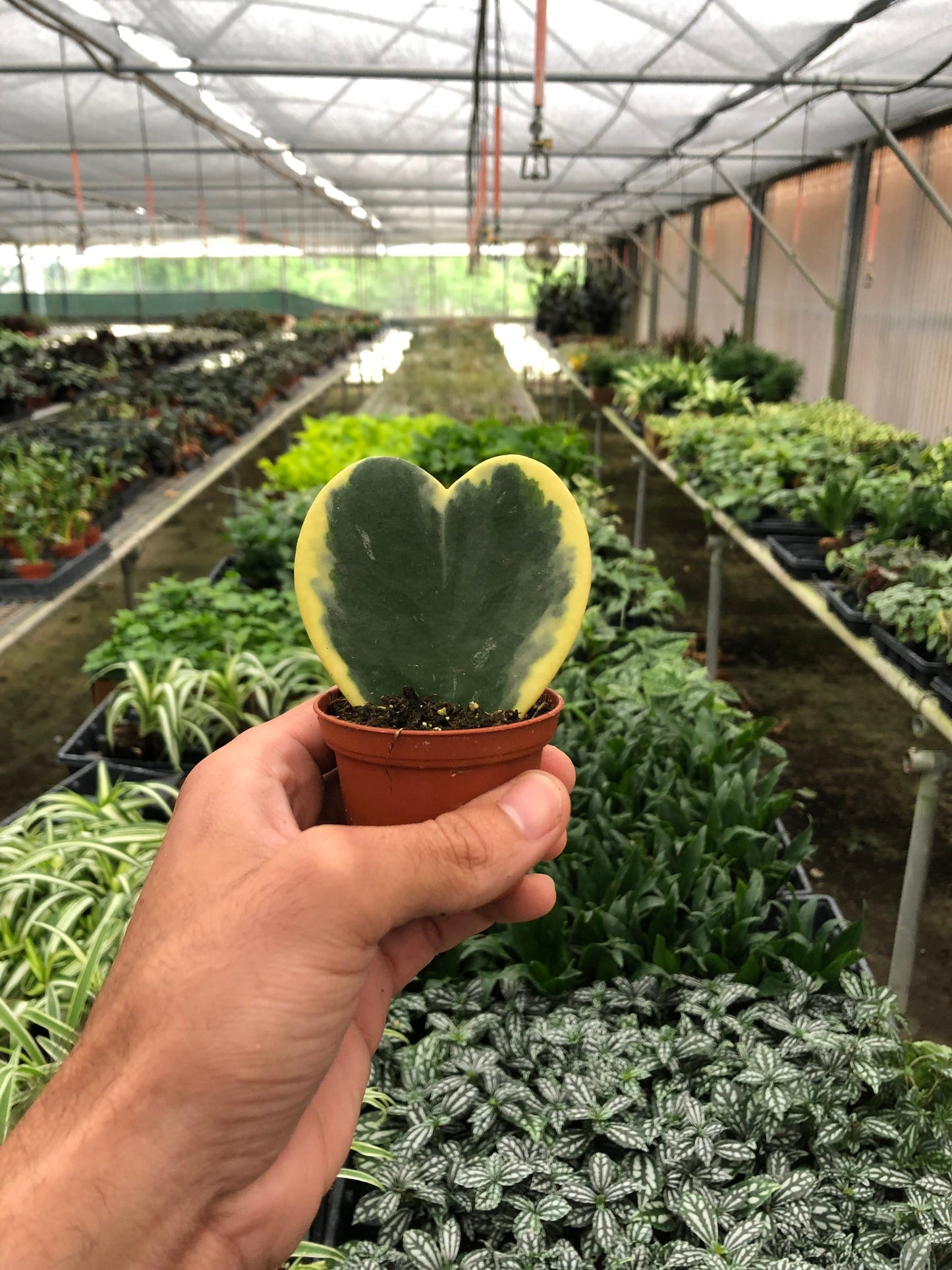 Hoya 'Sweetheart Variegated' - Heartthrob Houseplant: Dainty, Hardy, Heart-Shaped Joy