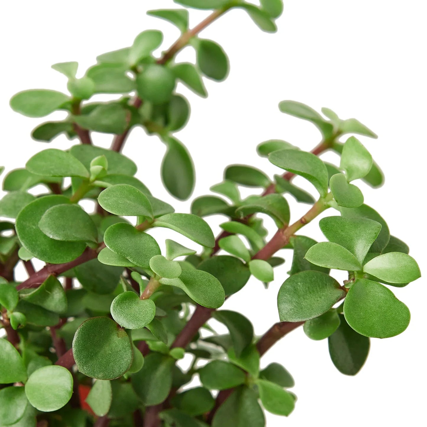 Succulent 'Elephant Bush' - Mighty Mini Tusker: Low Maintenance, Ornamental Houseplant