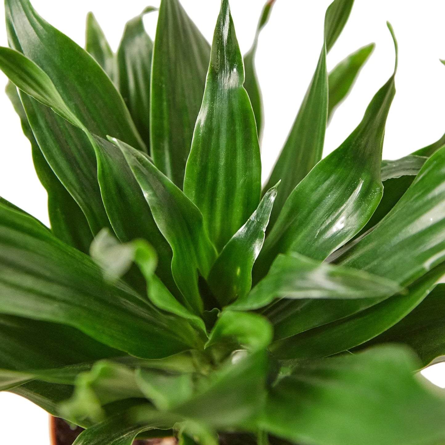 Dracaena 'Janet Craig' - Dragon’s Delight: Low Maintenance, Air-Purifying Houseplant